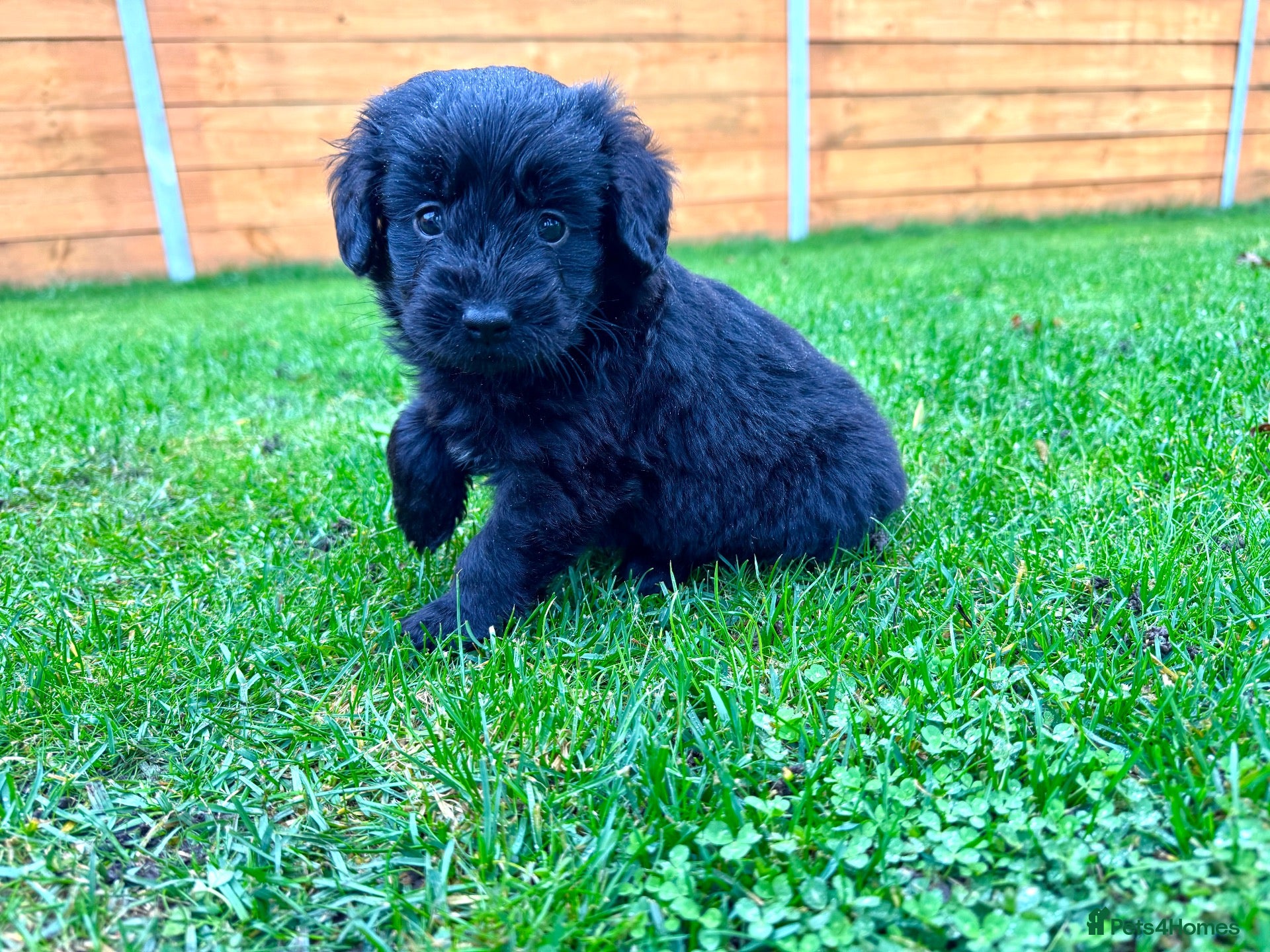 Labradoodle dogs F1 Labradoodle Merle Babies 🐾🐾🐾 - Advert 1