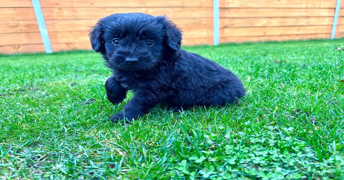 Merle labradoodle puppies Labradoodle Puppies for sale | Pets4Homes