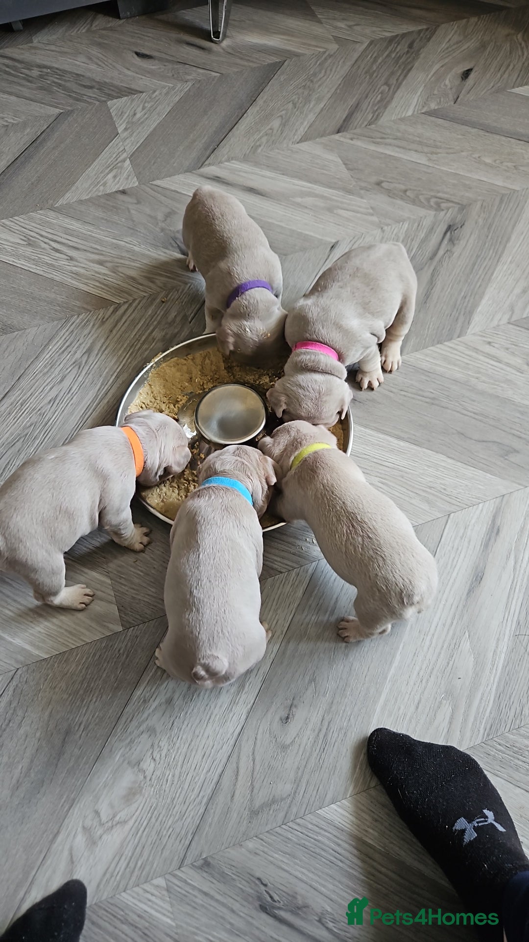 French Bulldog dogs for sale: Isabella french bulldog - Image 7