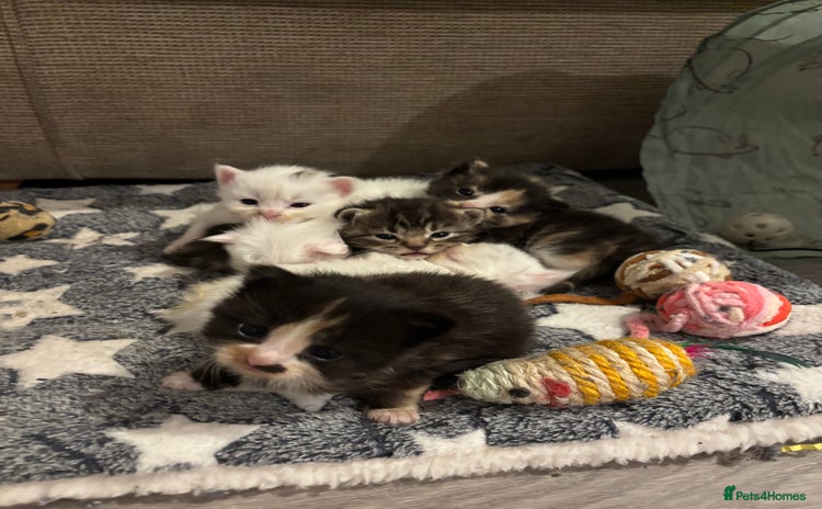 Turkish Angora cats Friendly, Cute & Cuddly Kittens – Ready 10/12  - Advert 1