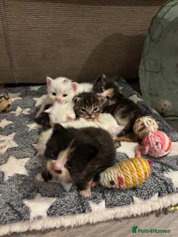 Turkish Angora cats Friendly, Cute & Cuddly Kittens – Ready 10/12 - Advert 1