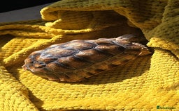 Tortoise reptiles for sale: 3 year old Sulcata Tortoise  - Image 3