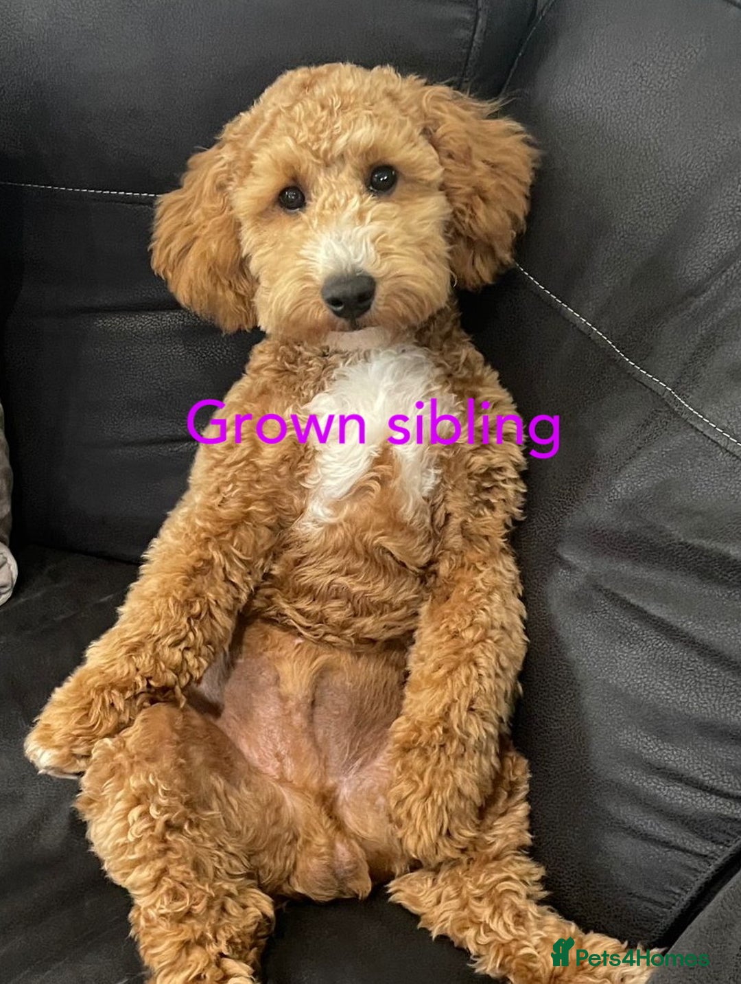 Cavapoochon dogs for sale: Cavapoochon puppies  - Image 30