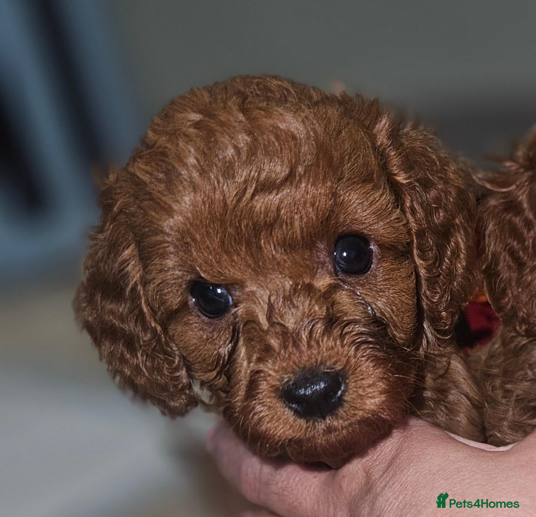 Cavapoo dogs Licensed breeder 2 girls, tiny toy red cavapoos  - Advert 2