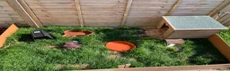Tortoise reptiles for sale: Spur thigh  in Clacton-on-Sea - Advert 3