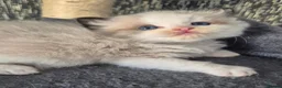 Ragdoll cats for sale: DNA tested Ragdoll kittens  - Advert 14