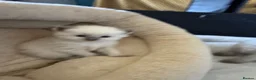 Ragdoll cats for sale: Beautiful Ragdoll  - Advert 11