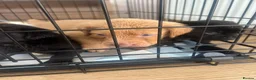 Labrador Retriever dogs for sale: Kc reg Labrador puppy’s for sale Solihull  - Advert 8