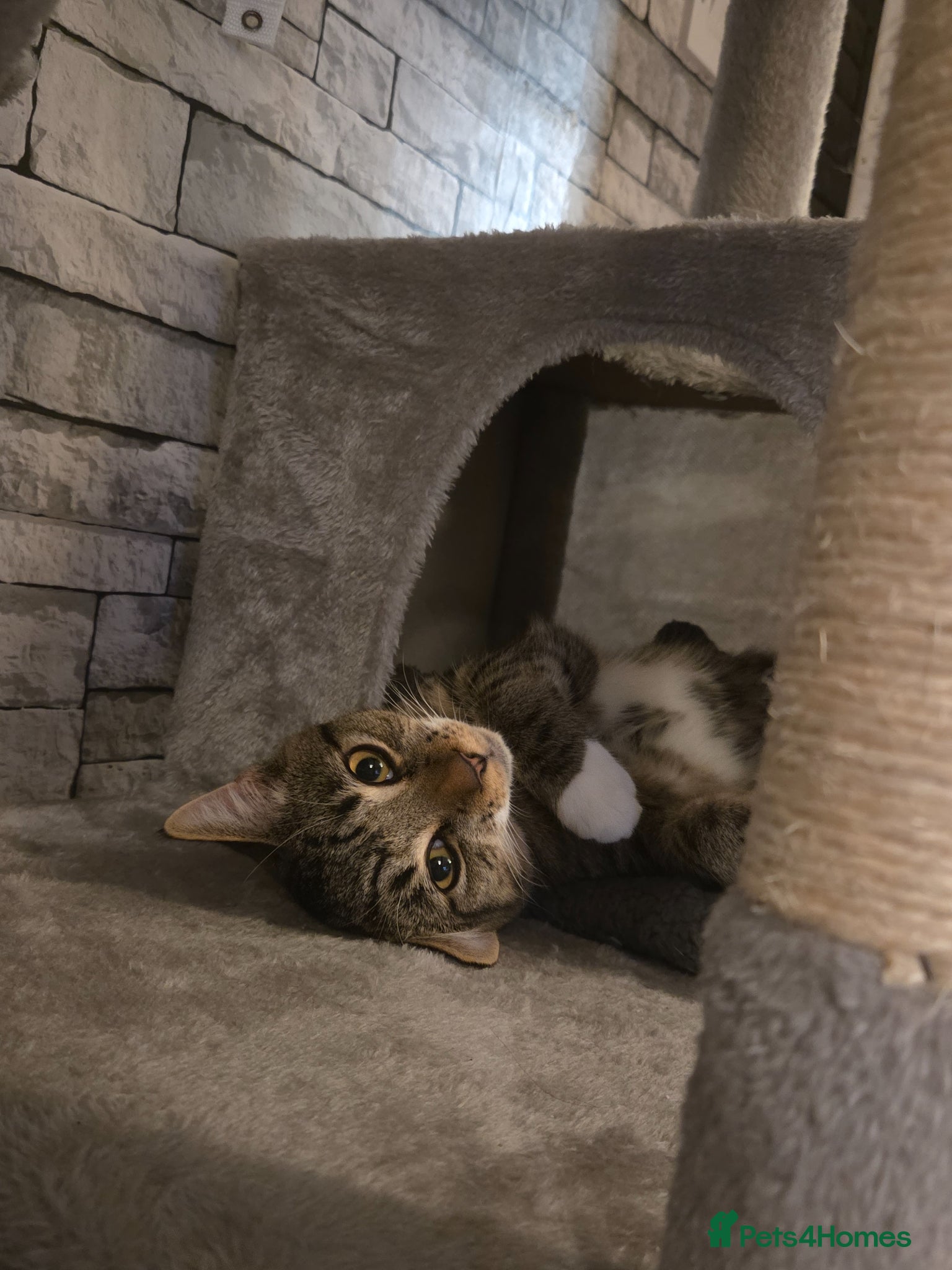 British Shorthair cats 8 month old tabby for sale - Advert 4