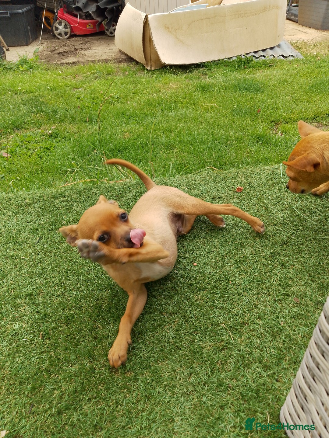 Chihuahua dogs for sale: Chihuahua pup looking for a big adventure  in Newmarket - Image 7