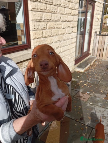Miniature Dachshund dogs - Advert 7