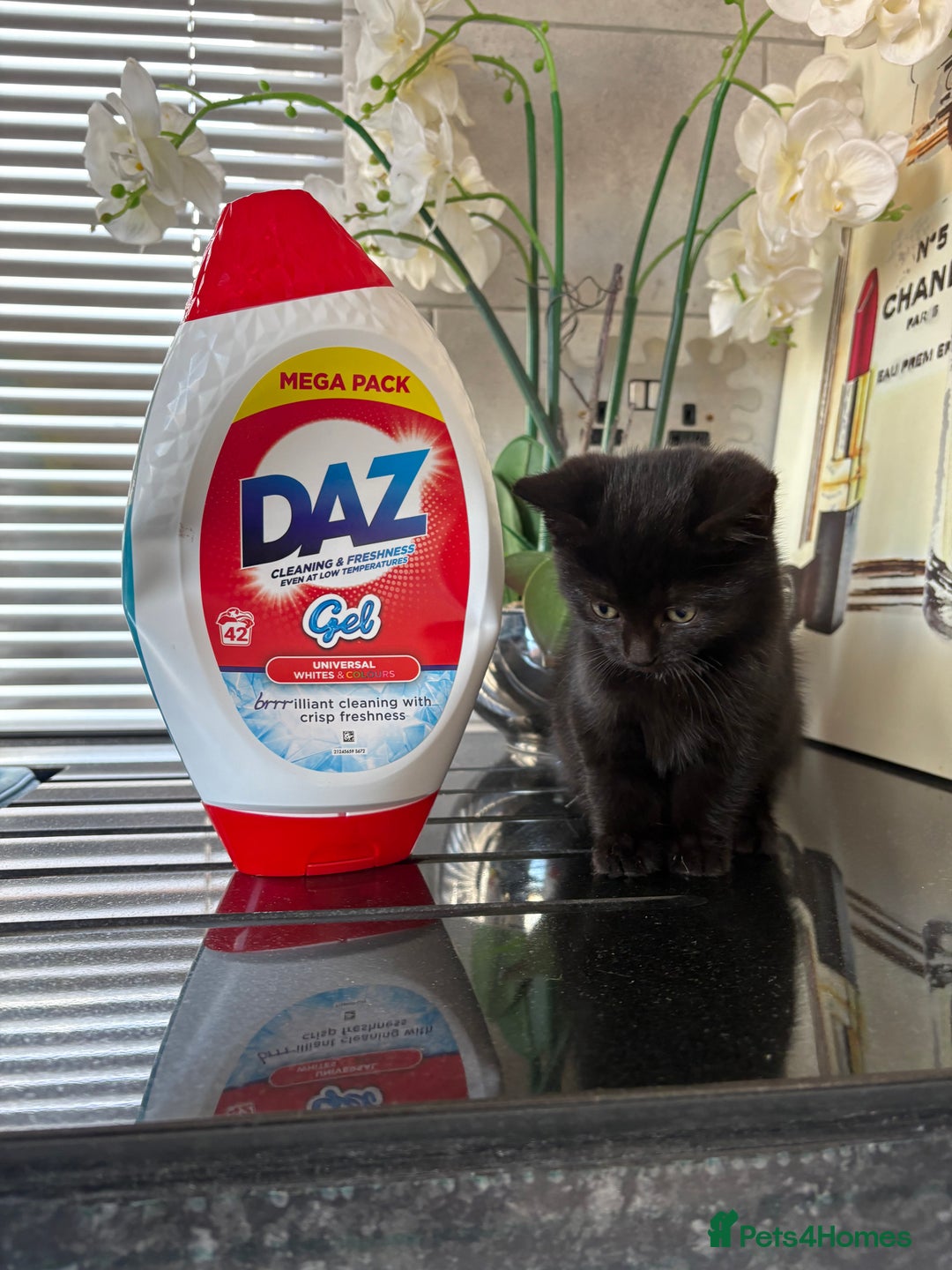 British Shorthair cats for sale: Black kitten for sale - Advert 3