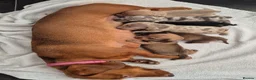 Miniature Dachshund dogs for sale: 🤎 Gorgeous Daxies_Mini Dachshunds 🤎 - Advert 1