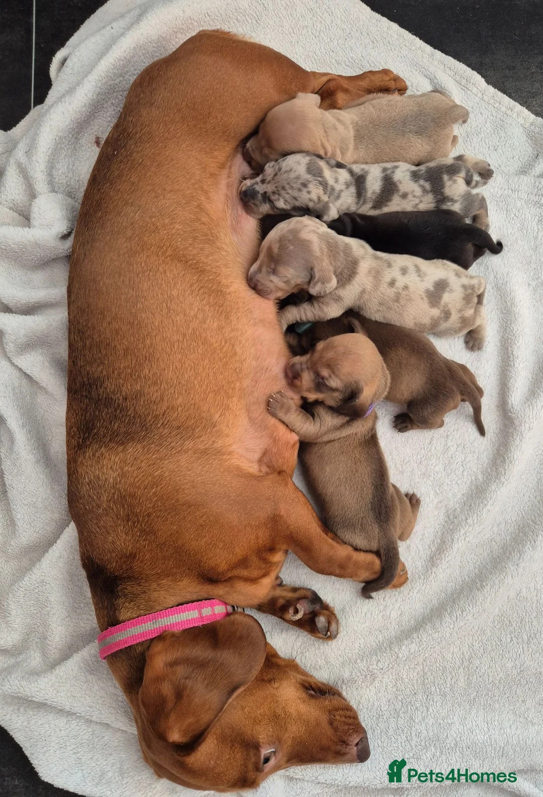 Miniature Dachshund dogs for sale: 🤎 Gorgeous Daxies_Mini Dachshunds 🤎 - Advert 1