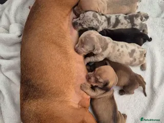Miniature Dachshund dogs 🤎 Gorgeous Daxies_Mini Dachshunds 🤎 - Advert 13