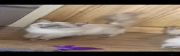 Ragdoll cats for sale: Beautiful ragdoll kittens - Advert 23