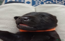 Labrador Retriever dogs for sale: KC registered black lab puppies - Image 3
