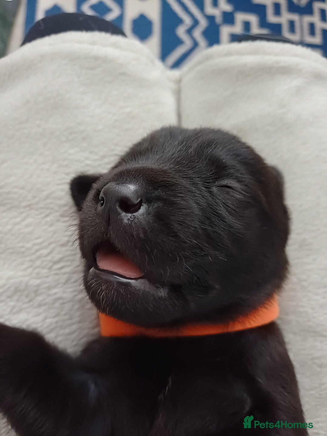 Labrador Retriever dogs for sale: KC registered black lab puppies - Image 3