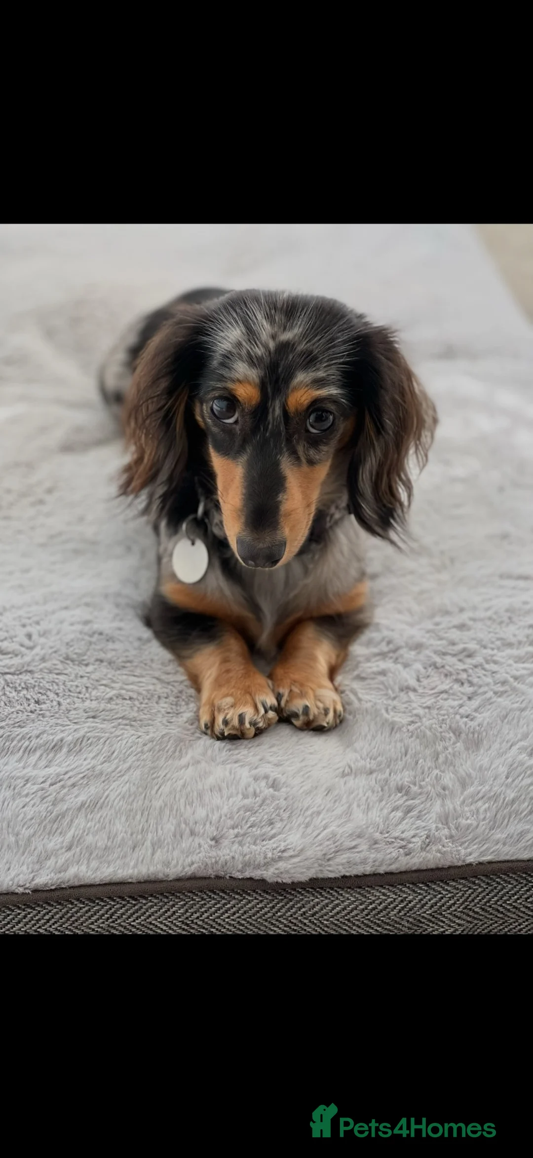 Dachshund dogs for sale: Long-haired miniature daschund pups for sale  - Advert 2