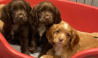 Cocker Spaniel dogs - Advert 3