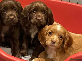 Cocker Spaniel dogs - Advert 13