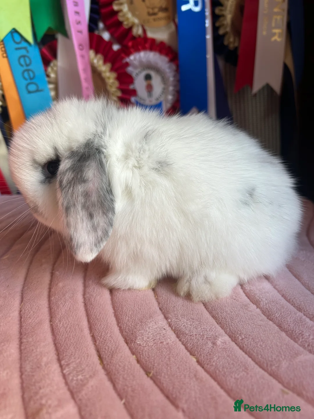 Mini Lop rabbits for sale: Adult and baby mini lops  - Advert 4