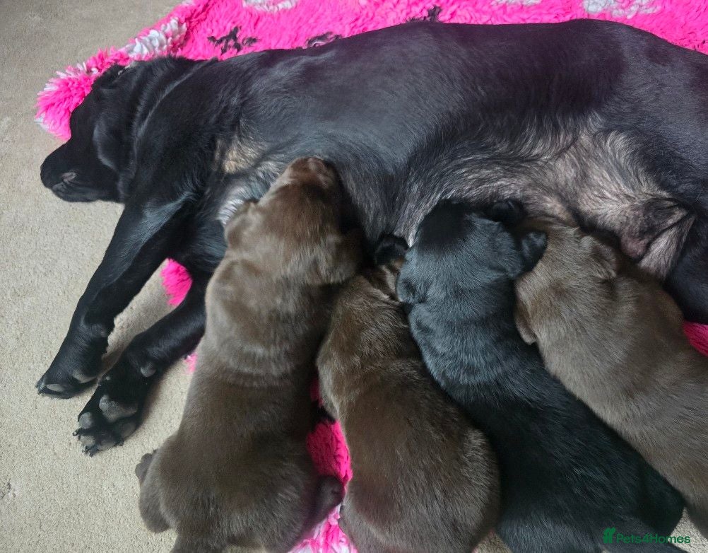 Labrador Retriever dogs Chunky Chocolate Puppies - Advert 1
