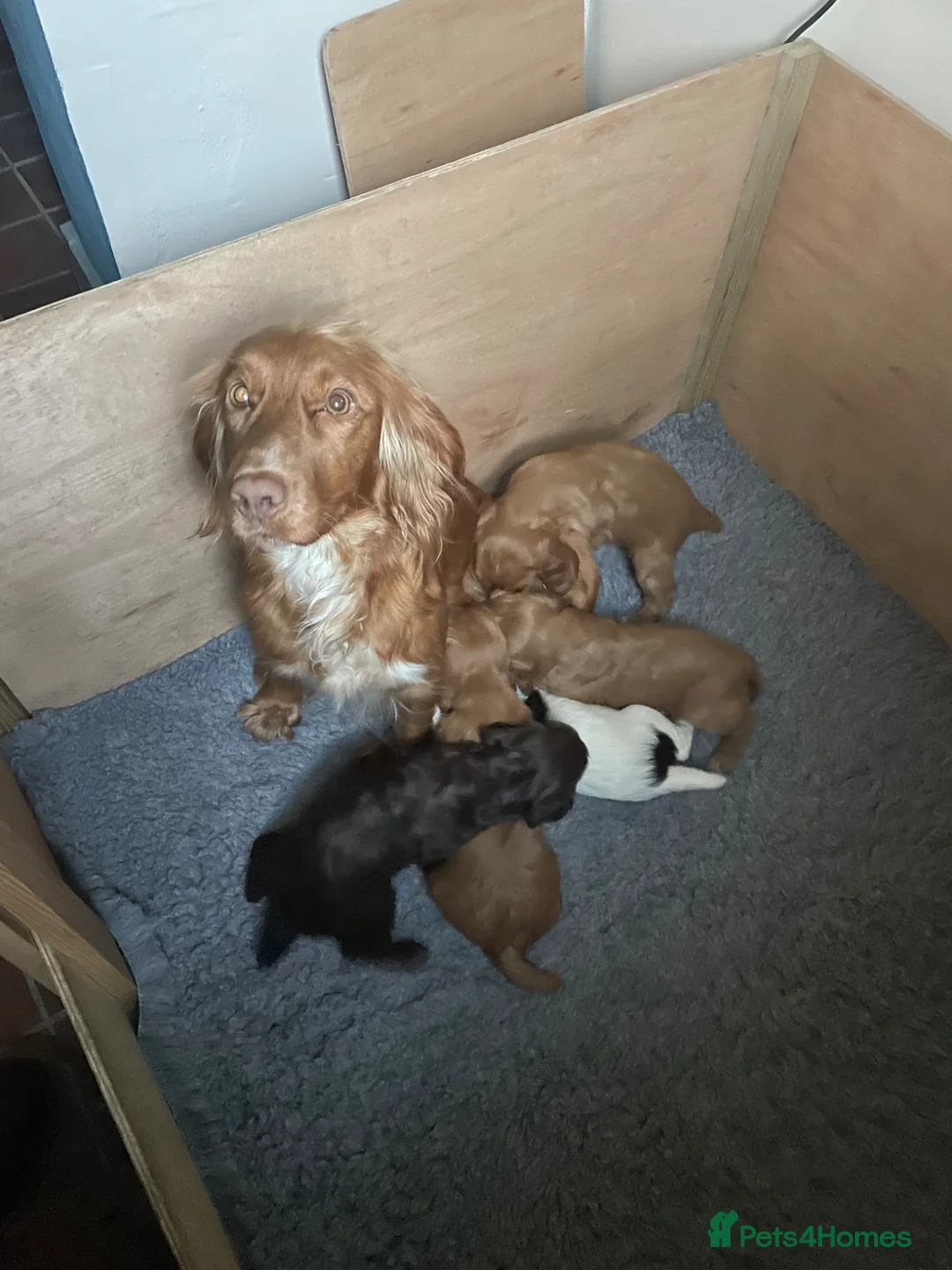 Cocker Spaniel dogs for sale: Working cocker spaniel puppies - Advert 2