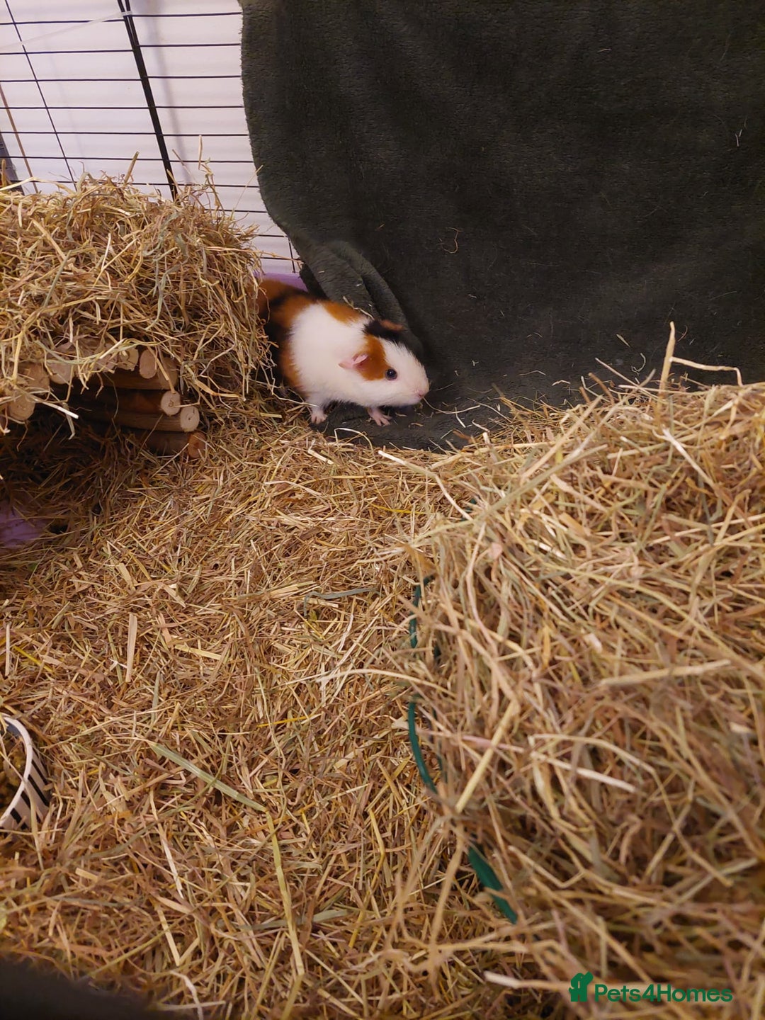 Guinea Pig rodents for sale: 4 Female guinea pigs for rehoming - Advert 5