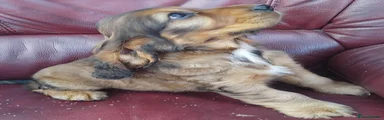 Cocker Spaniel 2