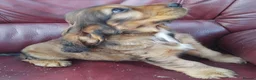Cocker Spaniel dogs for sale: COCKER SPANIEL PUPS IN NORTHERN IRELAND - Advert 4