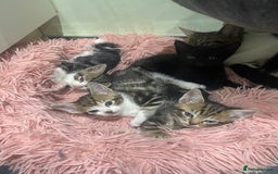 Mixed Breed cats for sale: BEAUTIFUL KITTENS  - Image 4