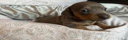 Dachshund dogs for sale: Stunning Dachshunds Ready to View - Advert 4