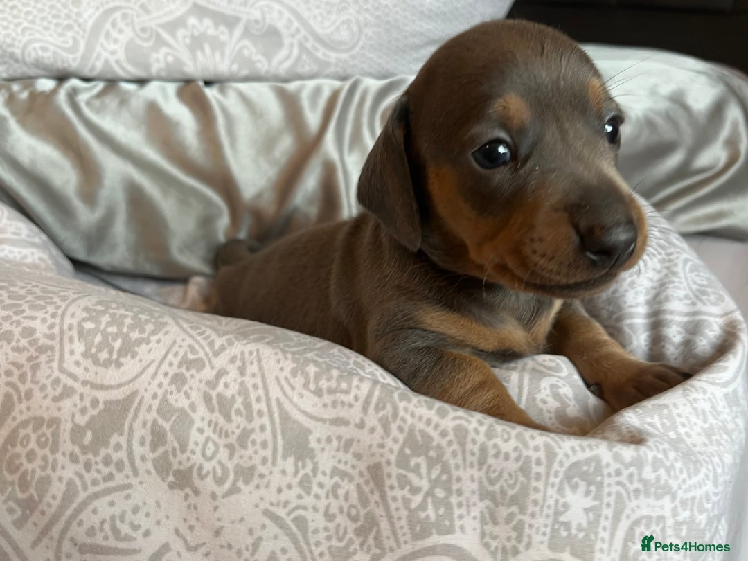 Dachshund dogs for sale: Stunning Dachshunds Ready to View - Advert 4