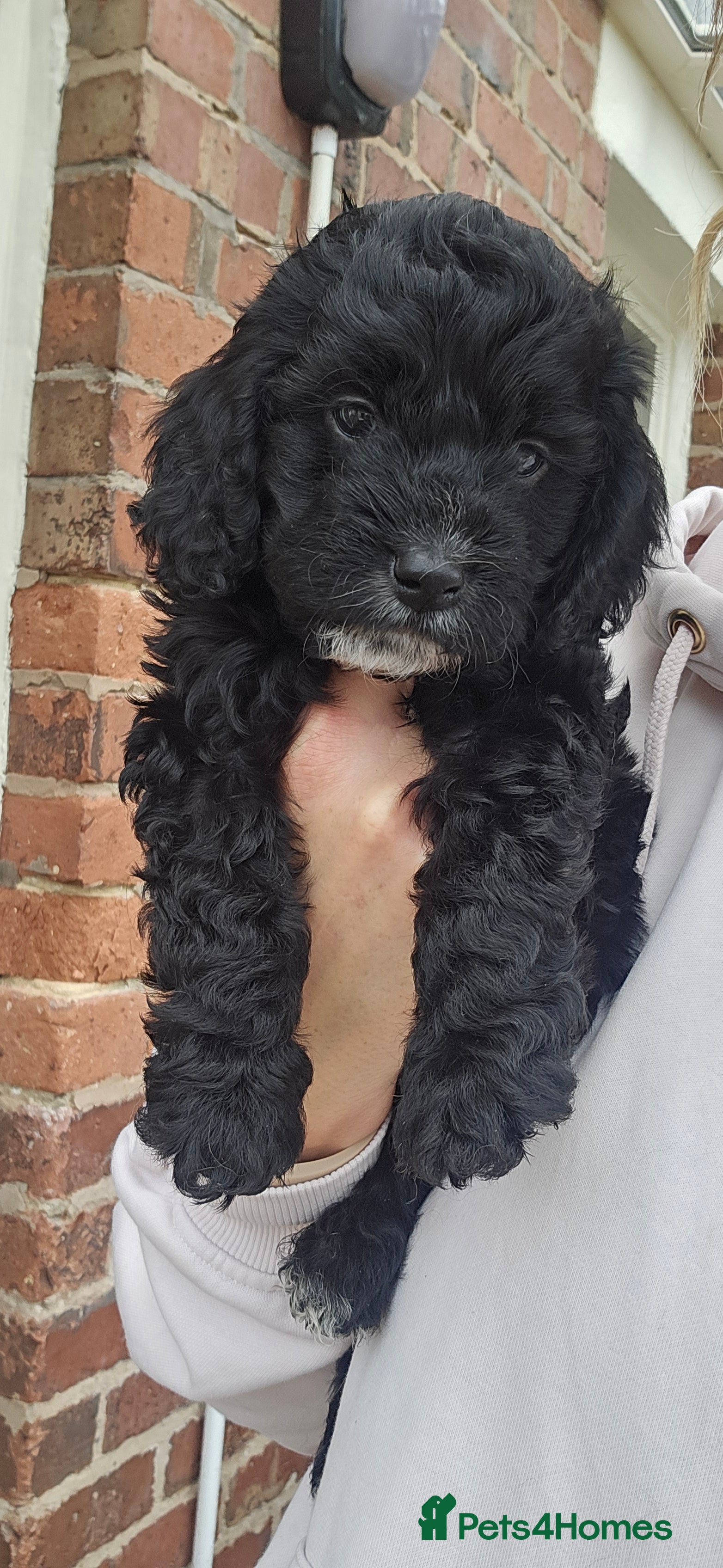 Cockapoo dogs Beautiful Litter of Stunning Cockerpoo Puppies - Advert 2