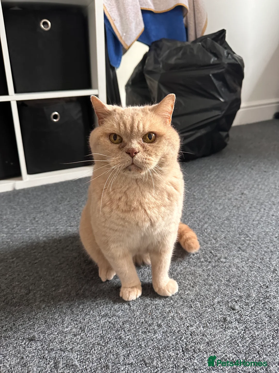 British Shorthair cats for sale: Custard Cream cat  - Advert 3