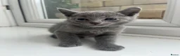 Russian Blue cats for sale: TICA REGISTERED Pure Breed Russian Blue Kittens - Advert 12