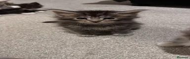 Curious 