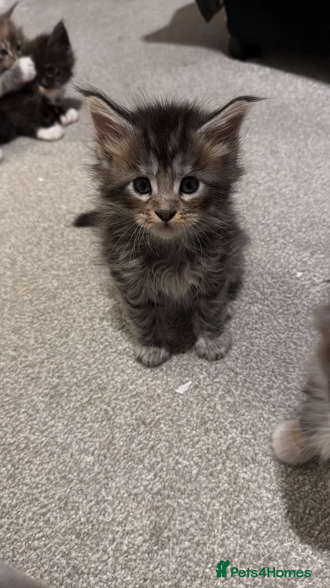 Maine Coon cats for sale: Maine coons kittens  - Advert 18