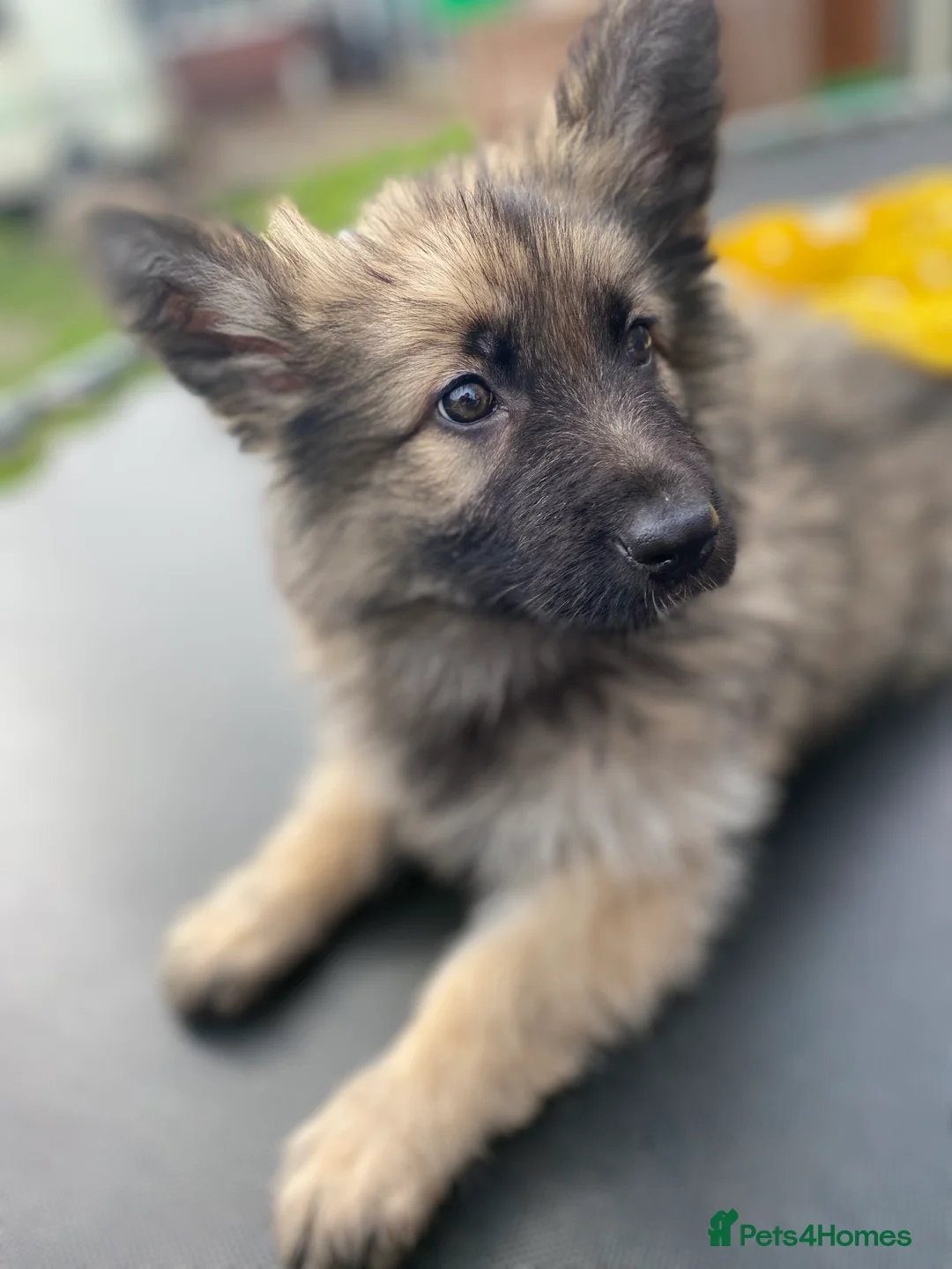 German Shepherd dogs for stud: FOR STUD (PROVEN)  in Doncaster - Advert 12