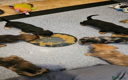 Miniature Dachshund dogs for sale: Daxie medium coat puppies dapples and black & tan  - Image 18