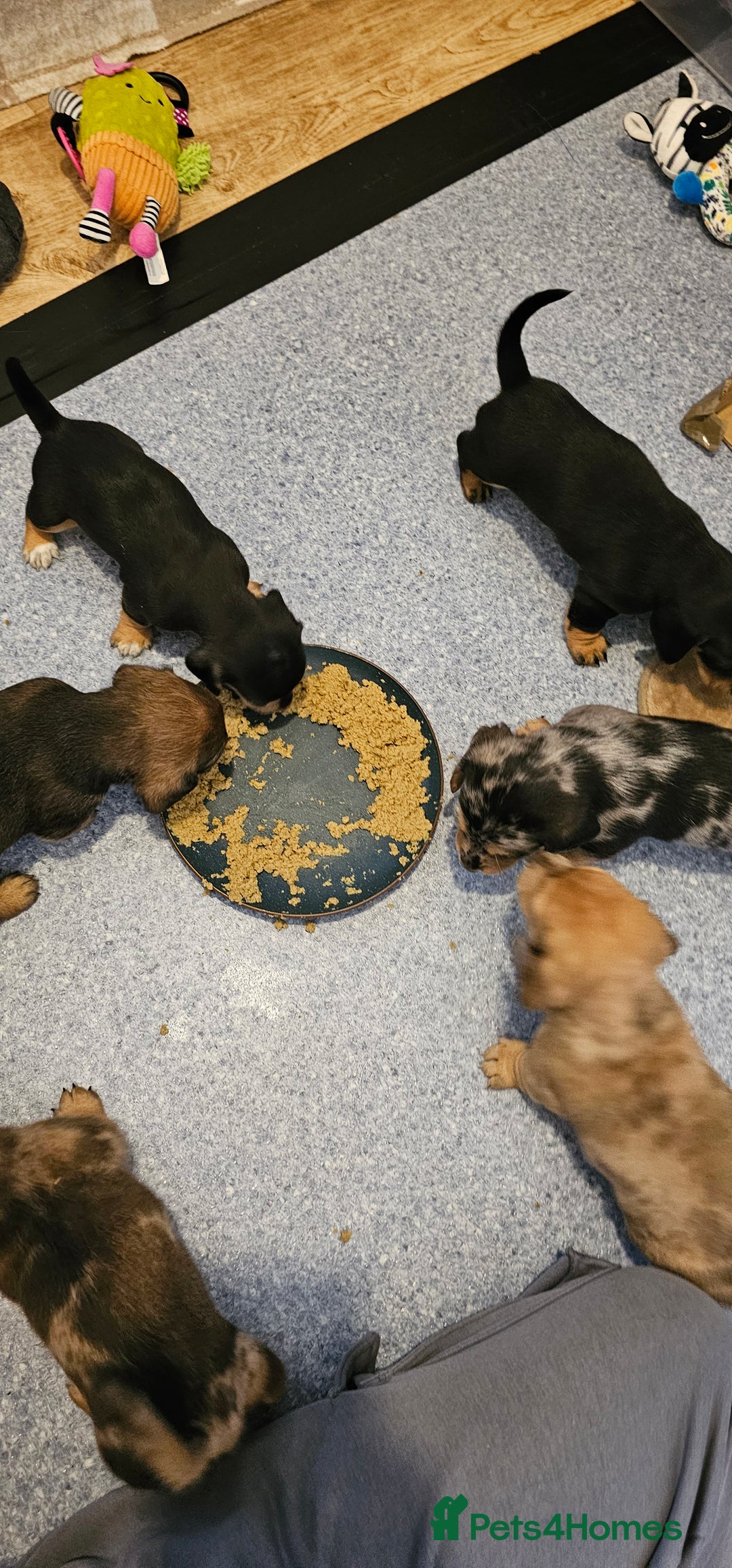 Miniature Dachshund dogs for sale: Daxie medium coat puppies dapples and black & tan  - Image 18