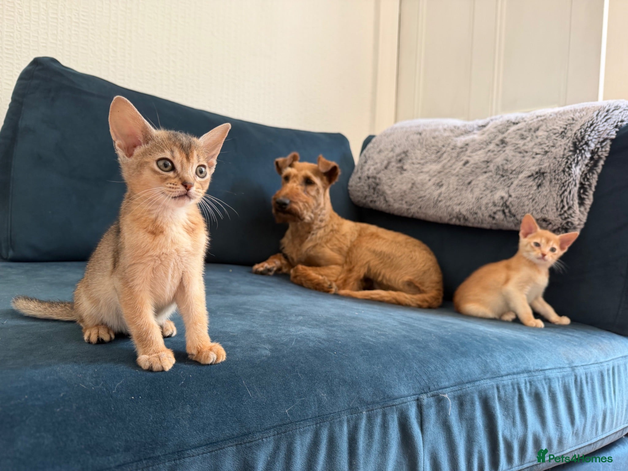 Abyssinian cats Gorgeous Abyssinian kittens - Advert 1