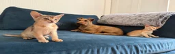 Abyssinian cats for sale: Gorgeous Abyssinian kittens - Advert 1