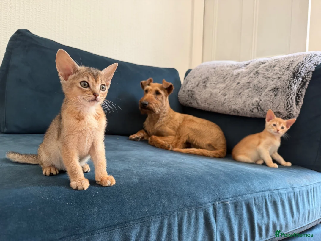 Abyssinian cats for sale: Gorgeous Abyssinian kittens - Advert 1