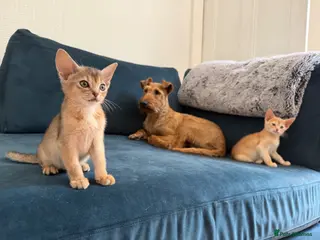 Abyssinian cats Boris and Betty are looking for their homes - Advert 11