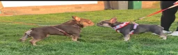 French Bulldog dogs for sale: French bulldog puppy's  - Advert 12