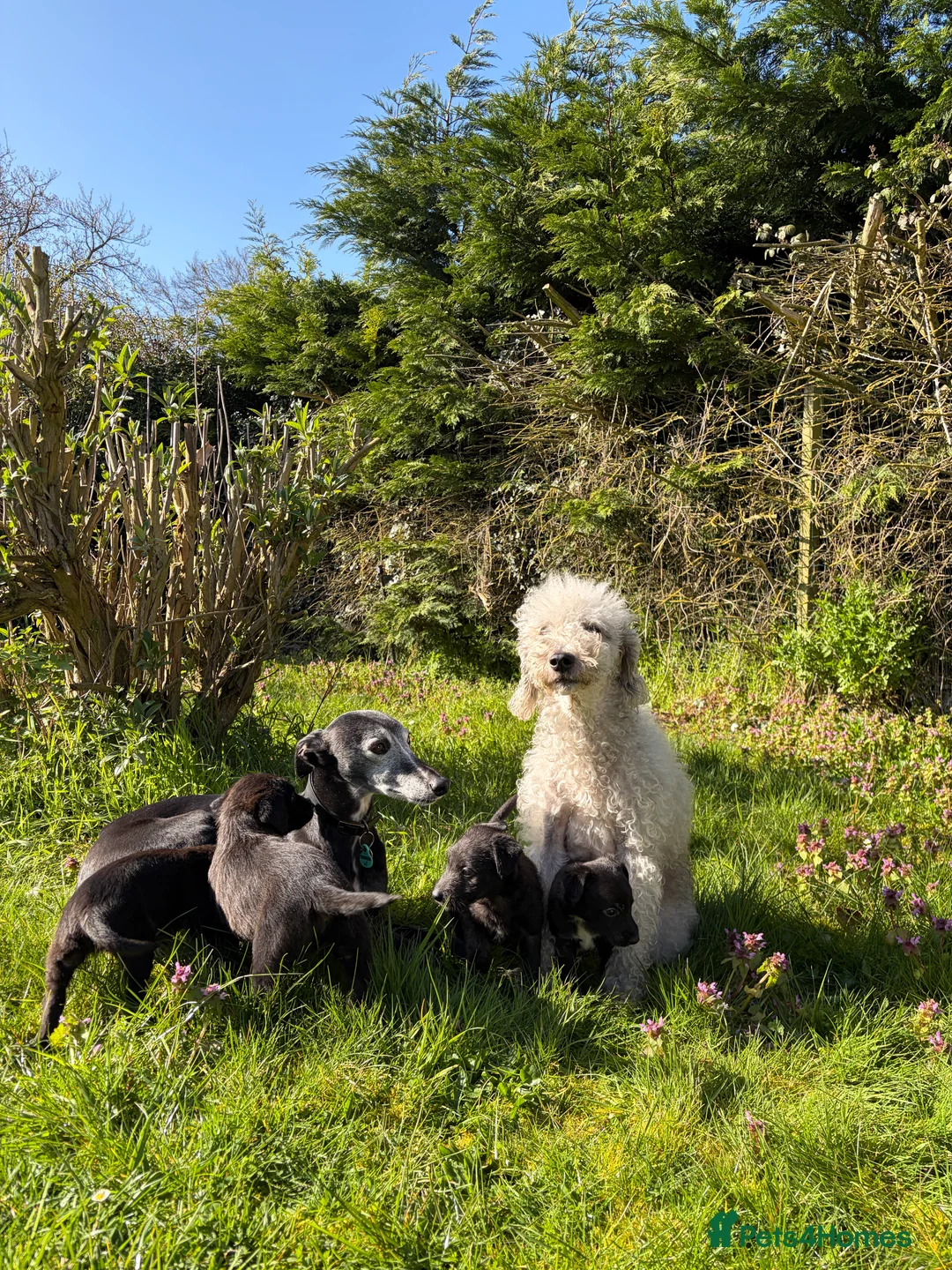Mixed Breed dogs for sale: Bedlington Whippet Bitch Pup - Advert 2