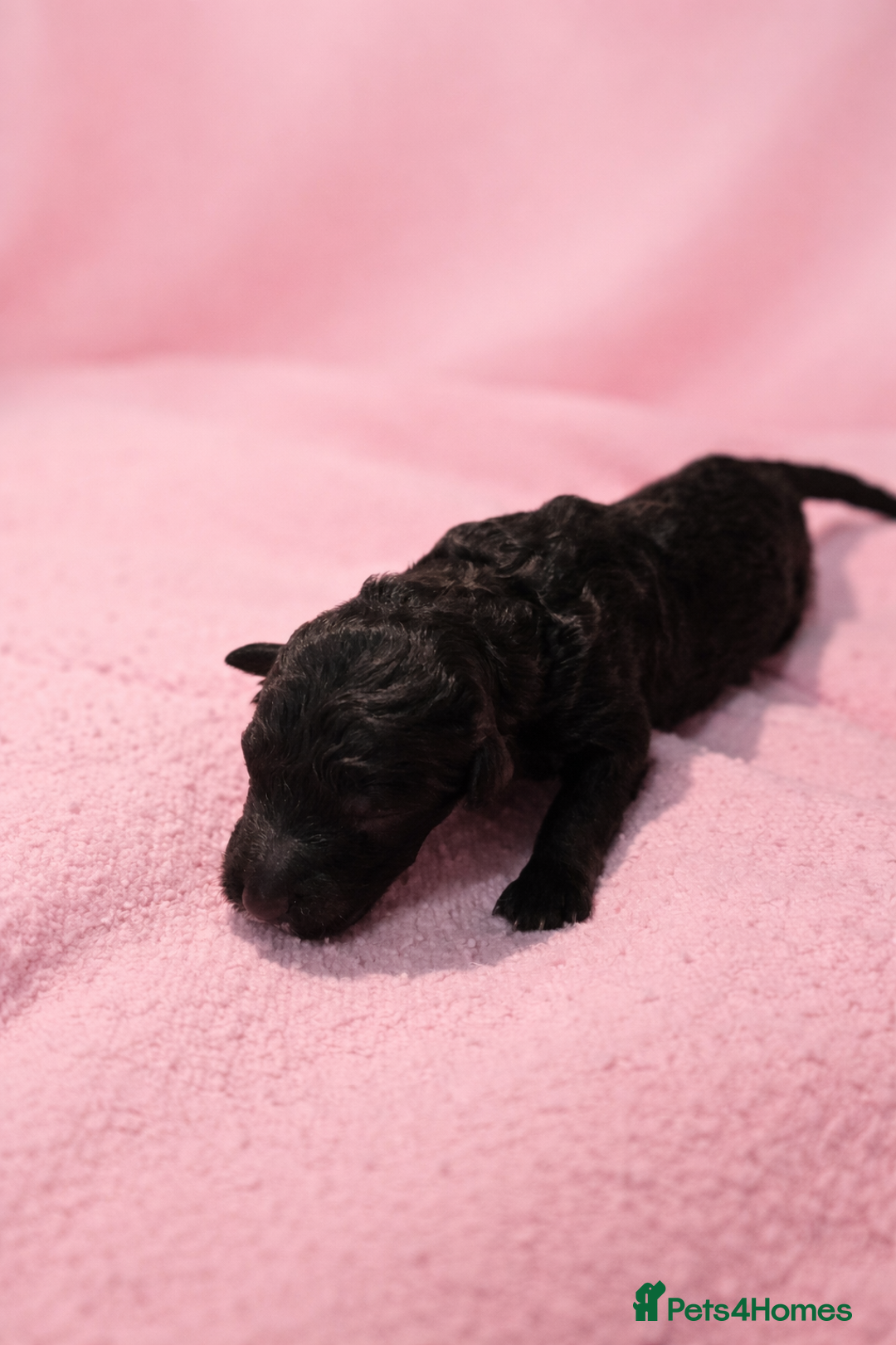 Standard Poodle dogs for sale: Exceptional Standard Poodle Puppies - Advert 7