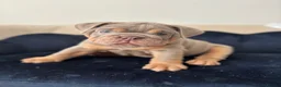 English Bulldog dogs for sale: Gorgeous English Bulldogs  - Advert 16